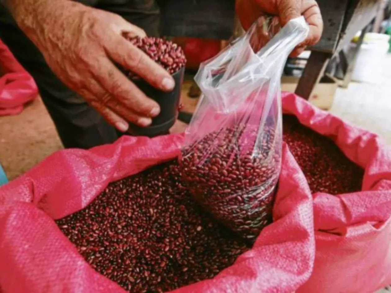 IHMA garantiza abastecimiento de frijol pese a la sequía y mantiene reservas estratégicas