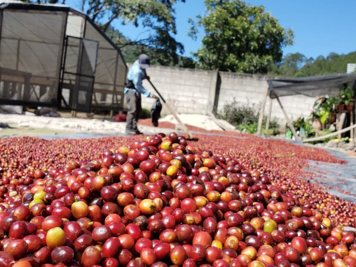 Exportaciones de café dejarían más de 2,400 millones de dólares a Honduras al cierre del año cafetalero