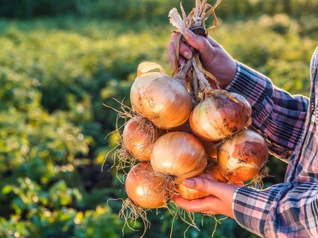 Productores de cebolla anuncian nuevas protestas por incumplimiento de acuerdos sobre importaciones